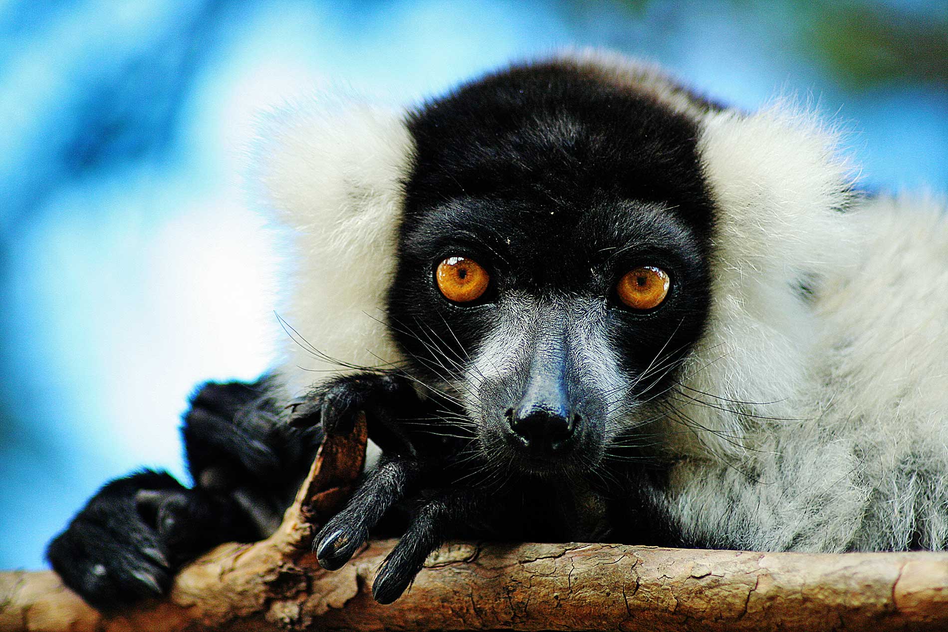 Ambatomirahavavy Lemur's Park - Family multi-activities