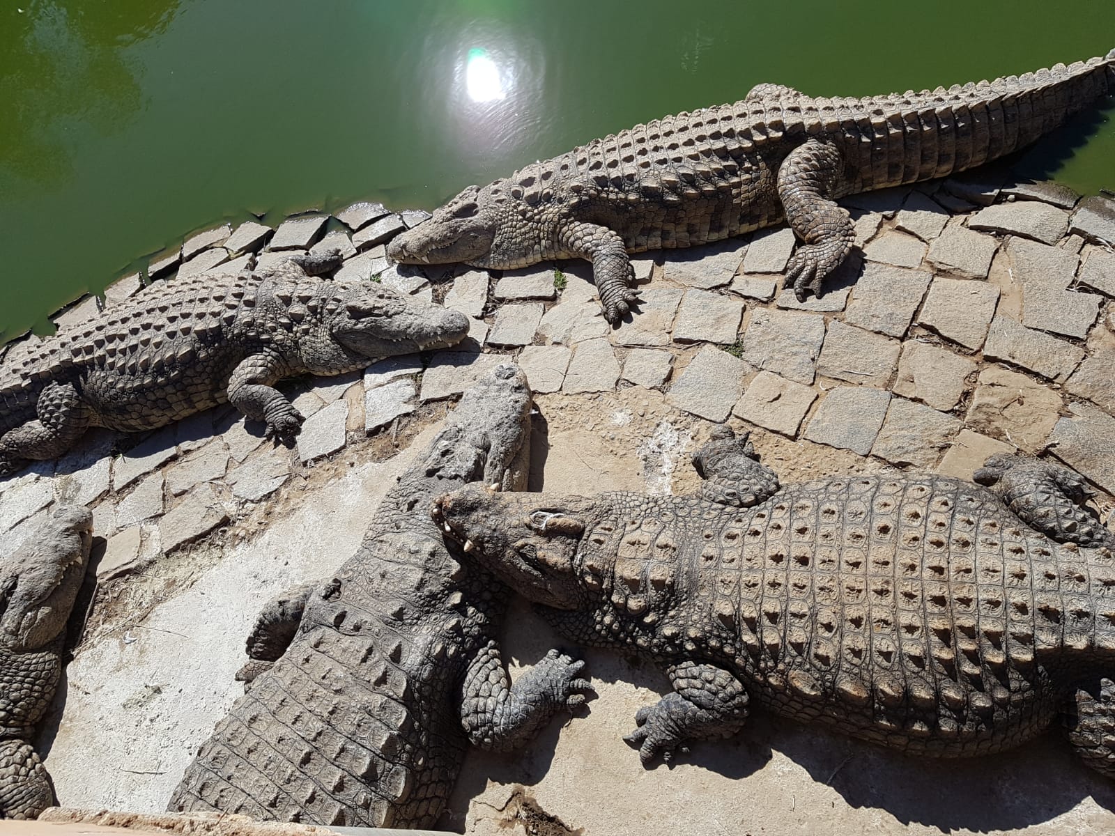 Croc Farm Ivato Organized Outing: Family 15 Kms